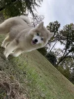 Angel, a female Pomsky for sale in Lancaster, OH – 5 of 5