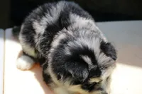 Soeckles, a female Pomsky for sale in Lancaster, OH – 4 of 6