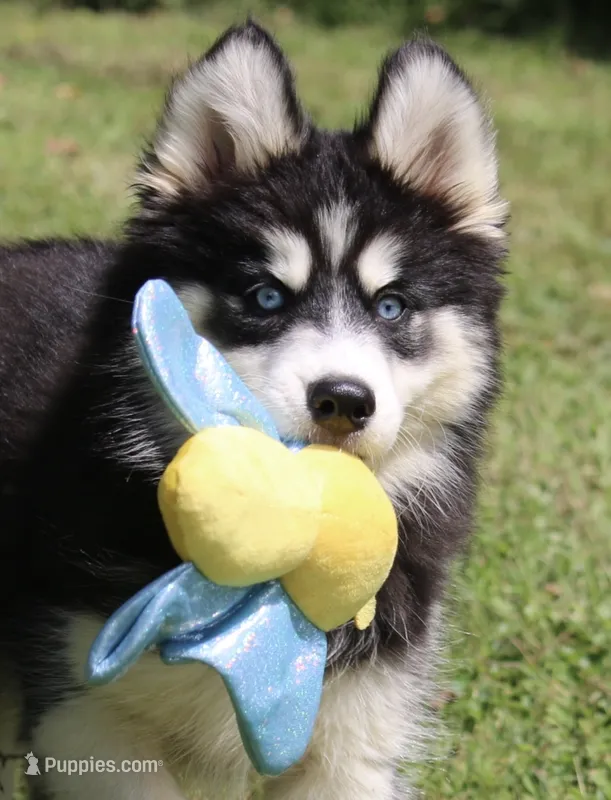 Shayla  – Pomsky puppy for sale in Lancaster, OH