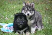 Shayleigh , a female Pomsky for sale in Lancaster, OH – 4 of 4