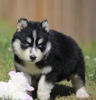 Dallas, a female Pomsky for sale in Lancaster, OH – 3 of 4