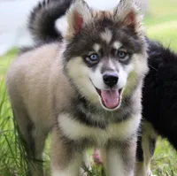 Dude, a male Pomsky for sale in Lancaster, OH – 4 of 10