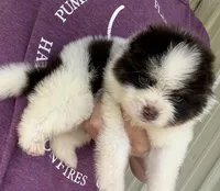 Nugget, a male Pomsky for sale in Lancaster, OH – 6 of 6