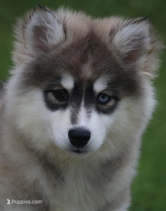 Gabby – Pomsky puppy for sale in Lancaster, OH