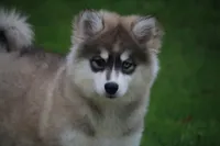 Gabby, a female Pomsky for sale in Lancaster, OH – Photo 5 of 6