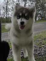 Gabby, a female Pomsky for sale in Lancaster, OH – Photo 3 of 6