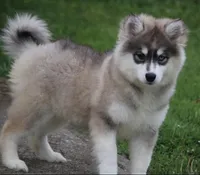 Gabby, a female Pomsky for sale in Lancaster, OH – Photo 4 of 6
