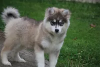 Gabby, a female Pomsky for sale in Lancaster, OH – Photo 6 of 6