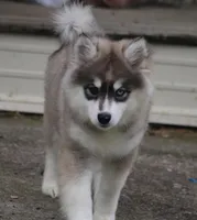 Gabby, a female Pomsky for sale in Lancaster, OH – Photo 2 of 6