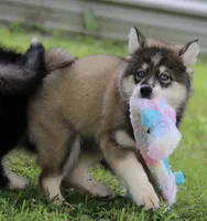 Dude, a male Pomsky for sale in Lancaster, OH – 5 of 10