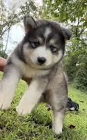 Alpha, a male Pomsky for sale in Lancaster, OH – 2 of 6