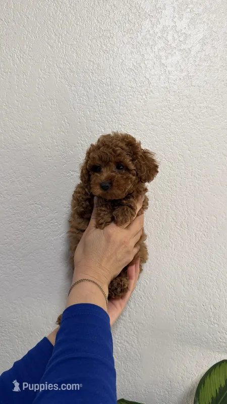 No Name – Poodle - Toy  puppy for sale in Sacramento, CA