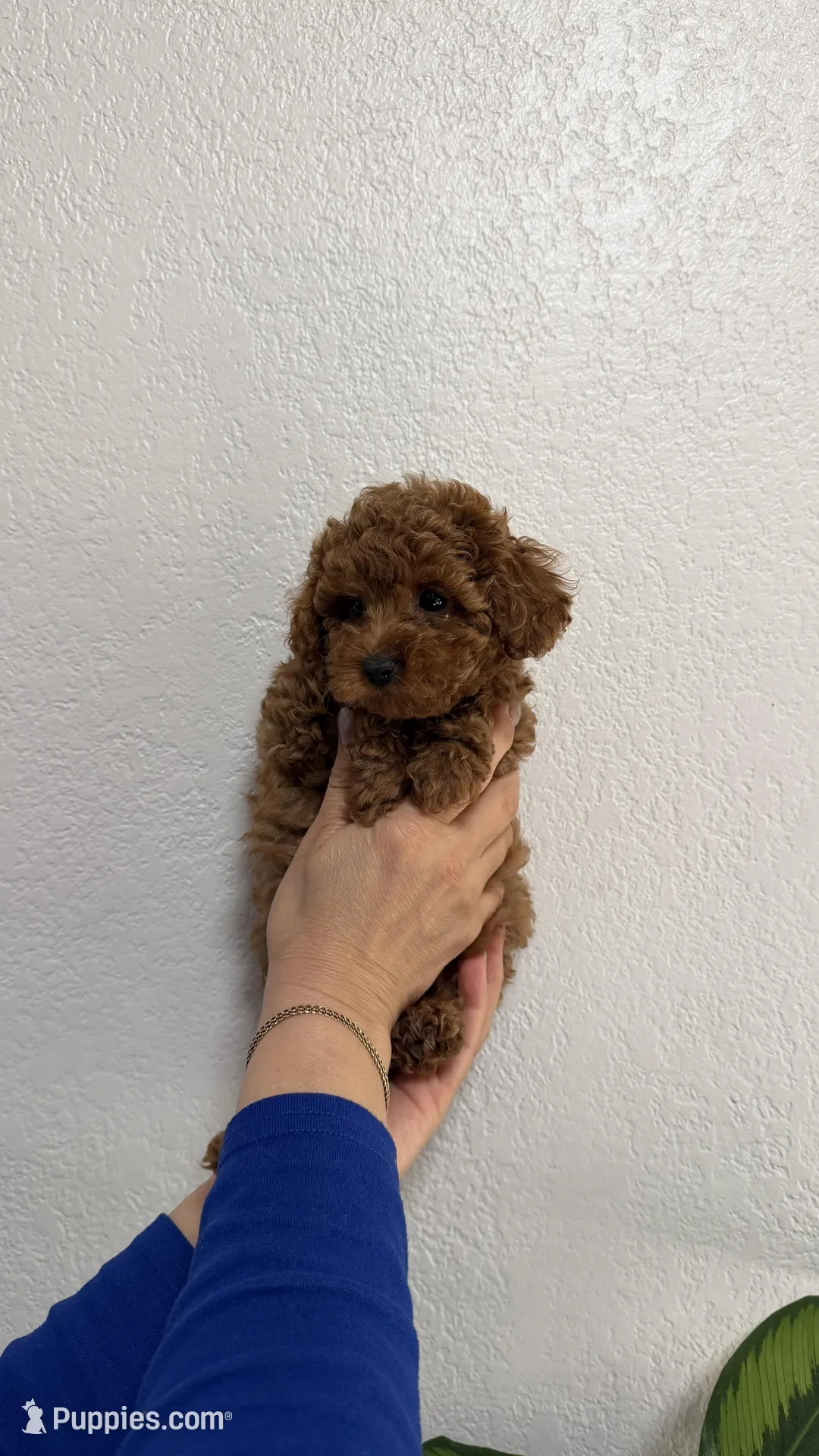 Toy Poodle – Poodle - Toy Puppy for Sale in Sacramento, CA | Puppies.com