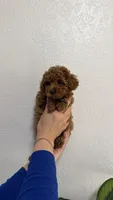 No Name, a male Poodle - Toy  for sale in Sacramento, CA – 1 of 1