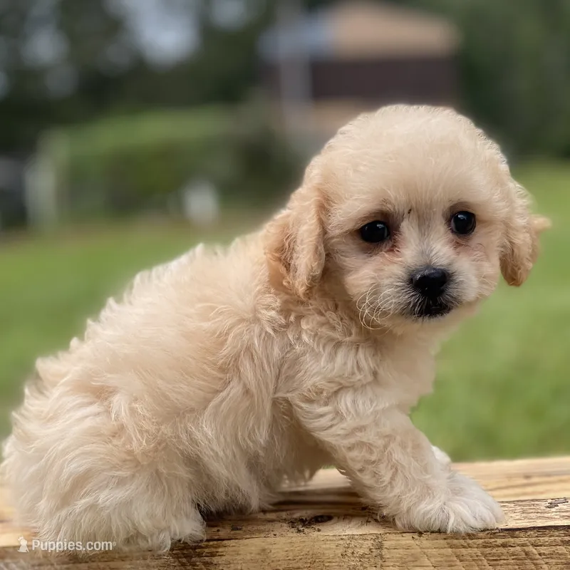 Jolene – Poodle - Toy , Mal Shi puppy for sale in Alpine, AL