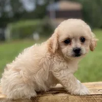 Jolene, a female Poodle - Toy  and Mal Shi for sale in Alpine, AL – 1 of 5