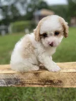 Judah, a male Poodle - Toy  and Mal Shi for sale in Alpine, AL – 3 of 6