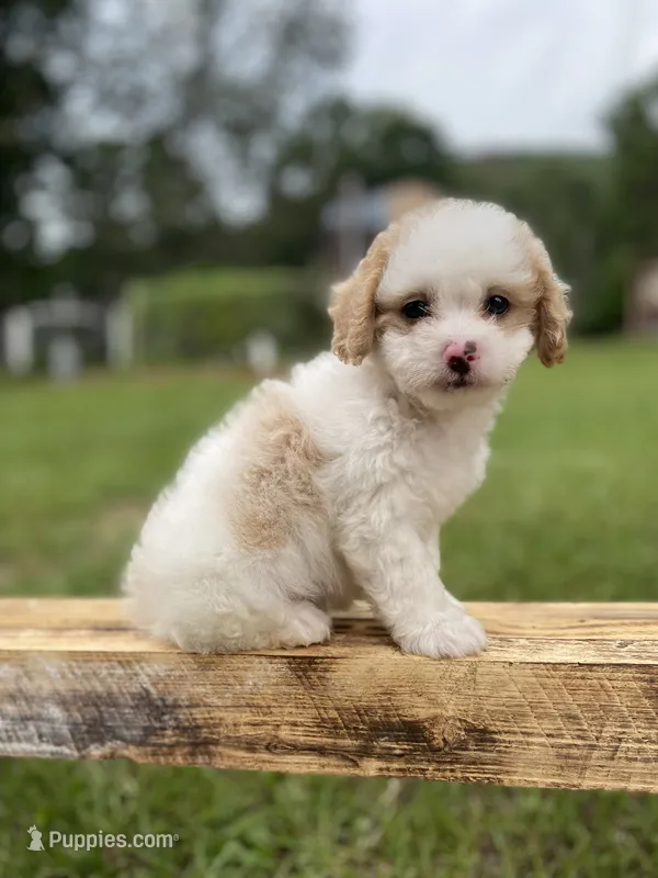 Judah – Poodle - Toy , Mal Shi puppy for sale in Alpine, AL