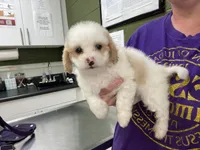 Judah, a male Poodle - Toy  and Mal Shi for sale in Alpine, AL – 6 of 6