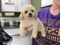 Jolene, a female Poodle - Toy  and Mal Shi for sale in Alpine, AL – 3 of 5