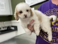 Judah, a male Poodle - Toy  and Mal Shi for sale in Alpine, AL – 4 of 6