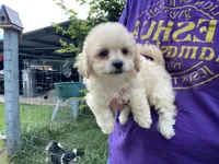 Jolene, a female Poodle - Toy  and Mal Shi for sale in Alpine, AL – 5 of 5