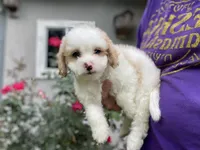 Judah, a male Poodle - Toy  and Mal Shi for sale in Alpine, AL – 2 of 6