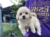 Jolene, a female Poodle - Toy  and Mal Shi for sale in Alpine, AL – 4 of 5