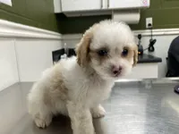 Judah, a male Poodle - Toy  and Mal Shi for sale in Alpine, AL – 5 of 6