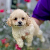 Jolene, a female Poodle - Toy  and Mal Shi for sale in Alpine, AL – 2 of 5