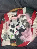 processed/6ca595de-9334-49b9-9bc5-db93f3a47dec/listing/10f36b80-7064-42f8-8934-71baa8aaa41e/9adcc202-1d24-4235-9db3-ad1778980b9a