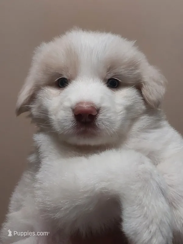 Chulo – Great Pyrenees puppy for sale in Fort Worth, TX