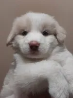 Chulo, a male Great Pyrenees for sale in Fort Worth, TX – 1 of 2