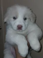 Chulo, a male Great Pyrenees for sale in Fort Worth, TX – 2 of 2
