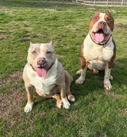 Titus, a male American Bully for sale in Homer, GA – 2 of 2