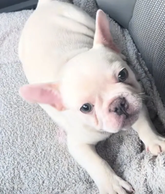 Buddy – French Bulldog puppy for sale in Homer, GA