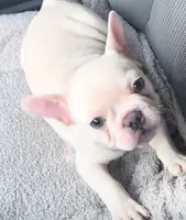Buddy, a male French Bulldog for sale in Homer, GA – 1 of 1