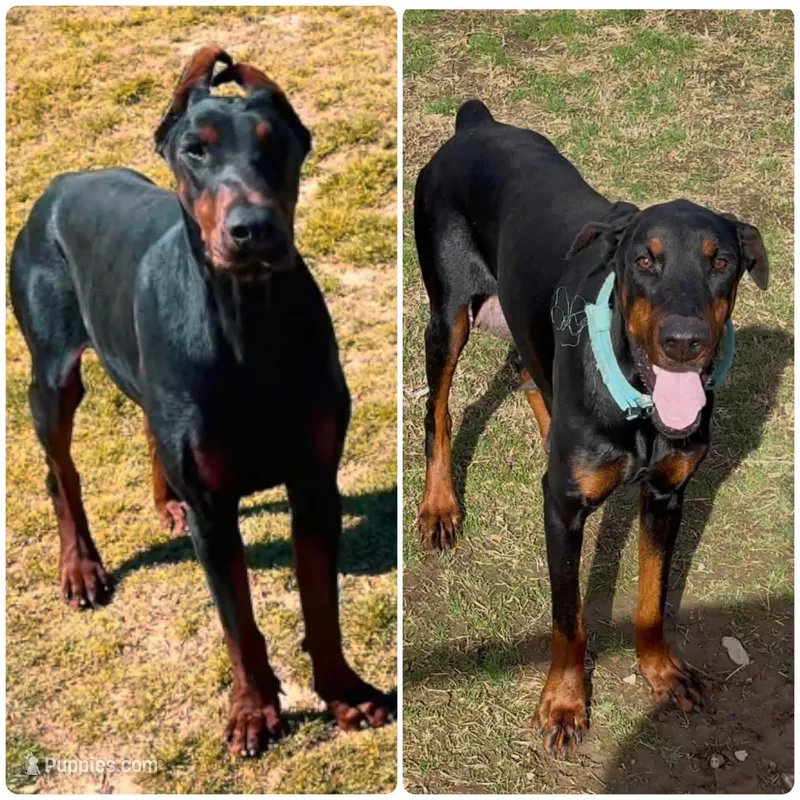 Euro Male – Doberman Pinscher puppy for sale in Homer, GA