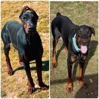 Euro Male, a male Doberman Pinscher for sale in Homer, GA – 1 of 1