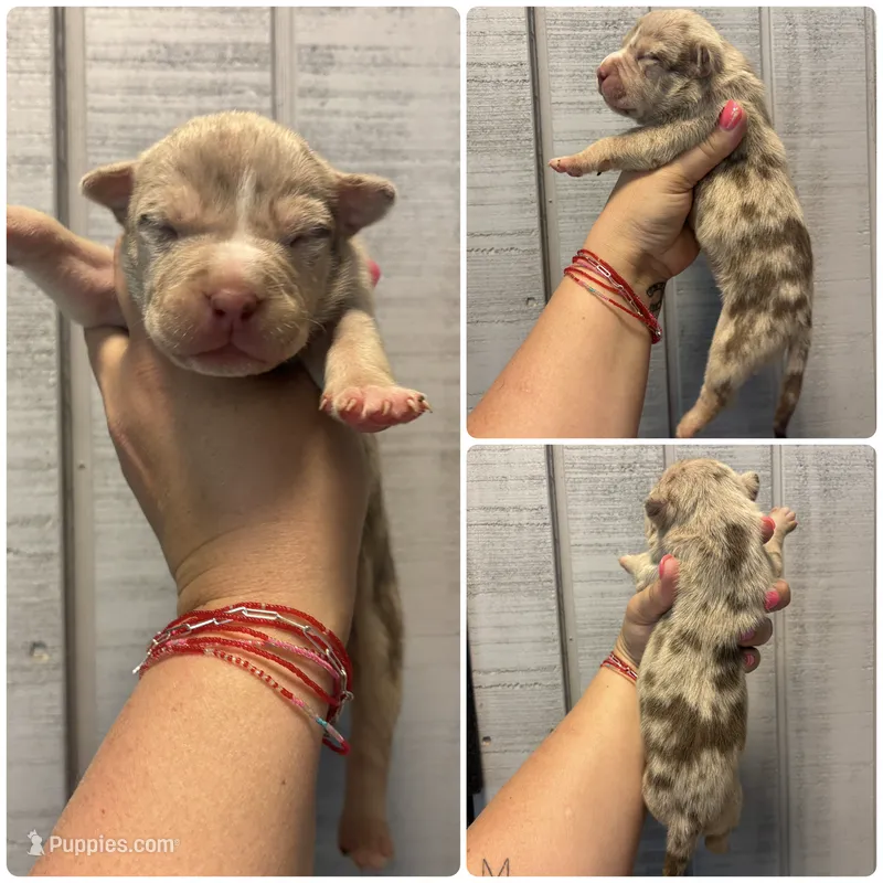 Cookie  – American Bully puppy for sale in Homer, GA