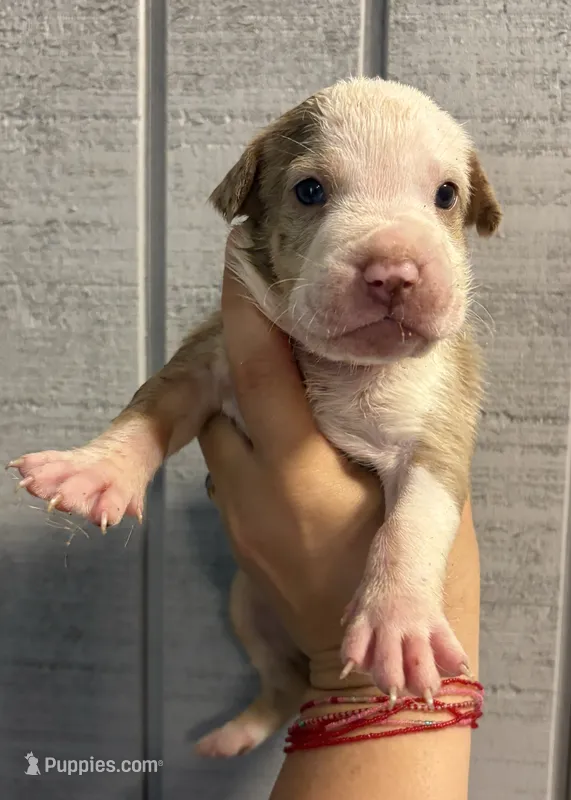 Cookie  – American Bully puppy for sale in Homer, GA