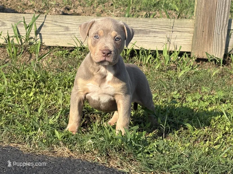 Xena  – American Bully puppy for sale in Homer, GA