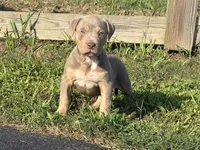 Xena , a female American Bully for sale in Homer, GA – 1 of 1
