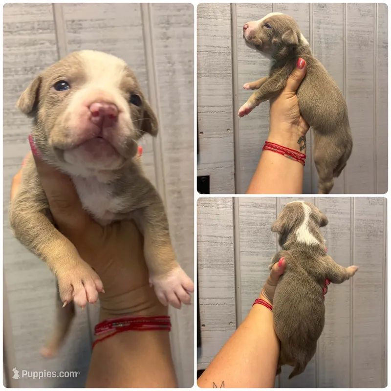 Lily, a female American Bully for sale in Homer, GA – 1 of 1