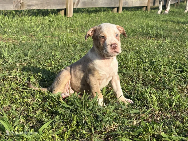 Cookie  – American Bully puppy for sale in Homer, GA