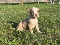 Cookie , a female American Bully for sale in Homer, GA – 1 of 1