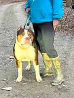 Starbucks, a male American Bully for sale in Homer, GA – 2 of 2