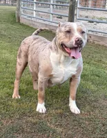 Mae, a female American Bully for sale in Homer, GA – 1 of 1