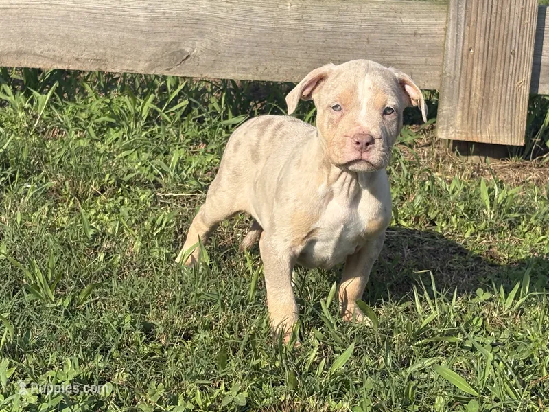 Chip – American Bully puppy for sale in Homer, GA