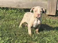 Chip, a male American Bully for sale in Homer, GA – 1 of 1
